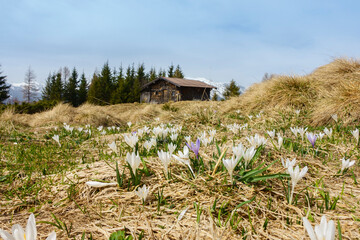 altes Holzhaus inmitten einer Krokuswiese im Frühjahr
