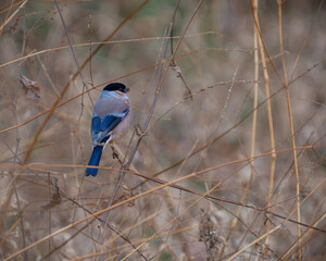 A male Eurasian bullfinch perching