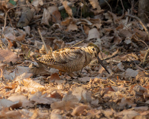 A Eurasian woodcock staring at me