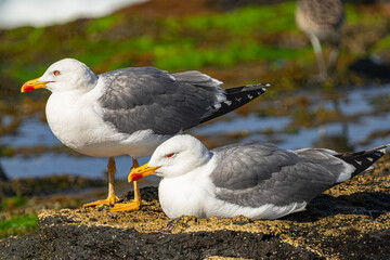 yellow-legged gulls, (Larus cachinnans atlantis), resting on volcanic rocks, with sunlight, and with puddles in the background, Tenerife, Canay islands, Spain