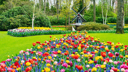 Windmill and tulips for flower garden in Dutch style. Creative ideas for original landscape design....