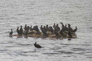 Cormorant flock resting in an insula - 779783875