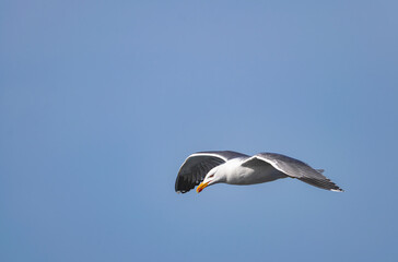 yellow-legged gull, (Larus michahellis), flying with blue sky background, Tenerife, Canary islands 