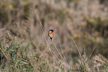 Portuguese meadow stonechat perched - 779783898