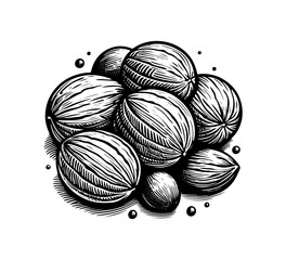 Nutmeg hand drawn vector illustration