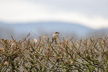 ein kleiner Spatz in einer Hainbuchenhecke noch ohne Blätter im Frühjahr Haussperling