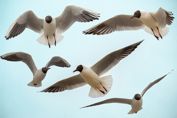 Group of blach head seagulls