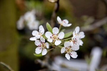 Pear blossom in spring in a natural garden setting