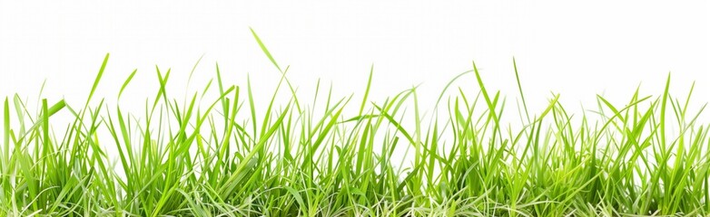 Lush green grass on a white background, ideal for spring designs.