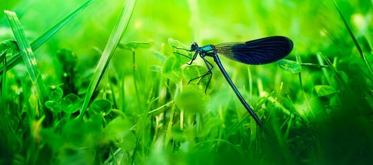 A blue dragonfly is sitting on the grass in the meadow. Bright colors. The concept of magic in...