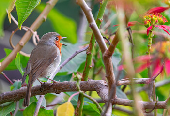 European robin, (Erithacus rubecula superbus), singing perched on a branch, rear view with vegetation background, in Tenerife, Canary islands