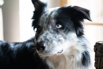 Ein Hund Border Collie mit Stehohr und einem blauen Auge hört aufmerksam zu und guckt zur Seite 