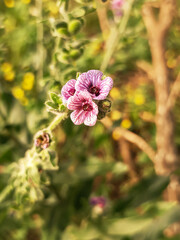 Cynoglossum creticum (Lengua de perro)