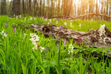 Corydalis flowers blooming in the forest on the lawn. Beautiful nature in the forest