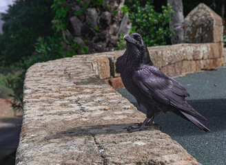  common raven,  (Corvus corax tingitanus), on a stone wall, in Tenerife, Canary islands