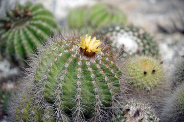 Cactus close up photography. Succulent plant in the botanic garden. 