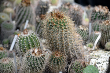 Cactus close up photography. Succulent plant in the botanic garden. 