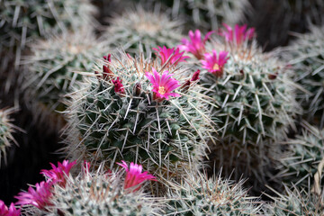 Cactus close up photography. Succulent plant in the botanic garden. 