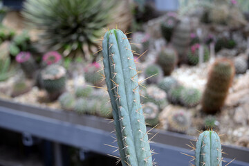 Cactus close up photography. Succulent plant in the botanic garden. 