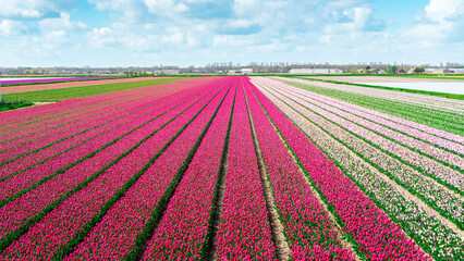 Pink and magenta tulips grow in an agricultural field in a village near Amsterdam. Picturesque...