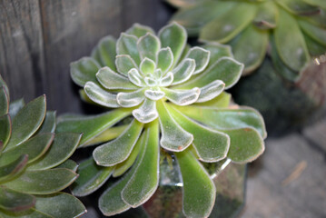 Cactus close up photography. Succulent plant in the botanic garden. 
