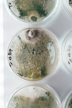 Detailed top view. Trichoderma and Sclerotinia in the laboratory in the special rounded containers