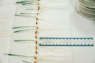 Grass, agriculture plants with measurement ruler on the table