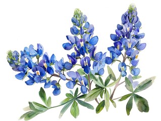 American Bluebonnet, watercolor, vibrant blues, isolated background, capturing Texas's wildflower beauty. - obrazy, fototapety, plakaty