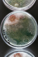 Green and red colors. Trichoderma and Sclerotinia in the laboratory in the special rounded containers