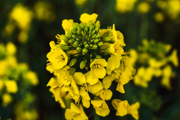 Rapeseed flower in a field at springtime, colza, brassica napus