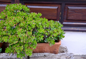 Crassula ovata (Jade Plant,Money Plant,Friendship Tree) succulent plant in a tropical garden.Selective focus.