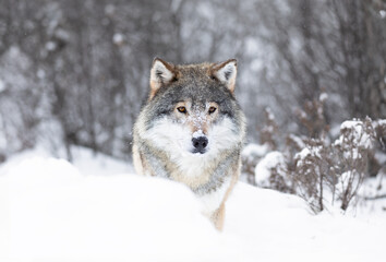 Majestic Wolf in Snowy Scandinavian Wilderness