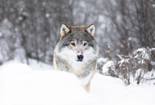 Majestic Wolf in Snowy Scandinavian Wilderness