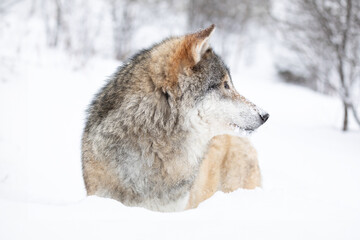 Majestic Wolf in Snowy Scandinavian Landscape