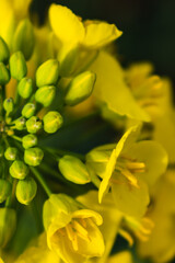 Fototapeta premium Rapeseed flower in a field at springtime, colza, brassica napus