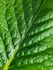 Green leaf macro texture background