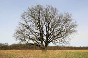big oak tree on meadow - 779791281