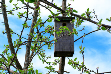 Wooden handmade nesting box on the blooming apple tree against the blue sky