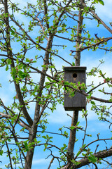 Wooden handmade nesting box on the blooming apple tree against the blue sky - 779792089