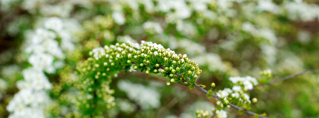 Spirea bush with small buds yet unopened. Springtime blossom in the garden. Floral background