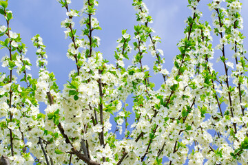 Apple tree branches in bloom on a sunny day against the stormy sky. Spring blossom. Upcoming rain and storm - 779792213