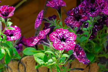 Purple galaxy petunia flowers with spots in a hanging planter outside the country house - 779792244