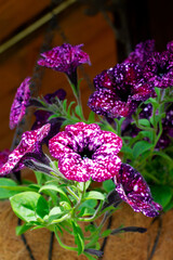 Purple galaxy petunia flowers with spots in a hanging planter outside the country house - 779792270