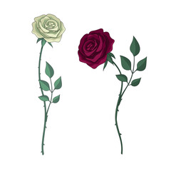 White and red roses. Vector Flat illustration.