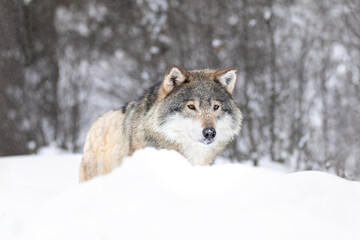Elegant Wolf in Snowfall Capturing the Essence of Wild Nordic Nature