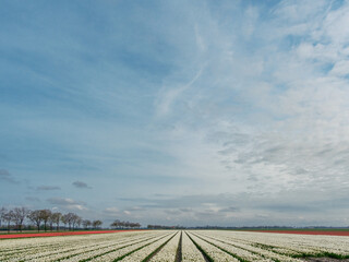 Tulip field - Tulpenveld