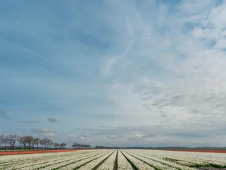 Stoff pro Meter Tulip field - Tulpenveld © Holland-PhotostockNL