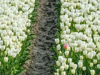 Küchenrückwand glas motiv Tulip field - Tulpenveld © Holland-PhotostockNL
