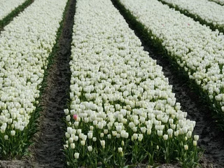 Stoff pro Meter Tulip field - Tulpenveld © Holland-PhotostockNL
