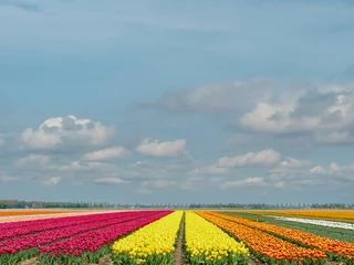 Wandaufkleber Tulip field - Tulpenveld © Holland-PhotostockNL